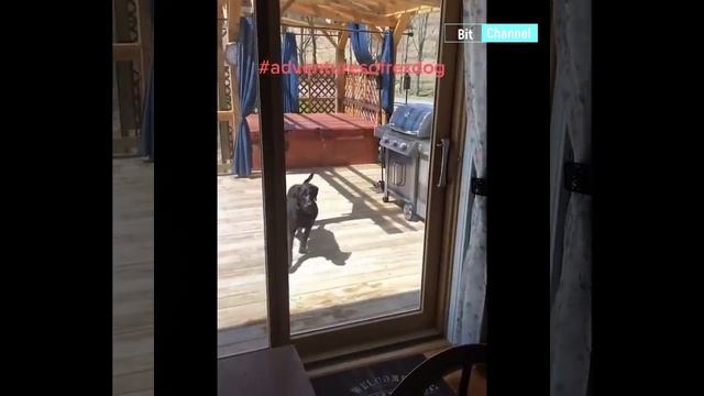 Подборка ржачного видео с животными смотреть не всем! Плакать от смеха не запрещается смотреть онлайн