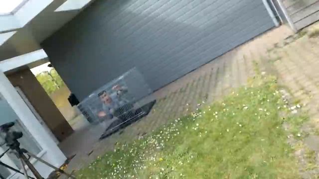 1 LIKE = 1 ROBUX WANNEER IK UIT DE KOOI MAG! *Challenge* смотреть онлайн