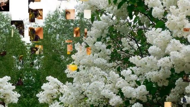 БЕСПЛАТНО!!! Рамки из фракталов 1 ProShow Producer. смотреть онлайн