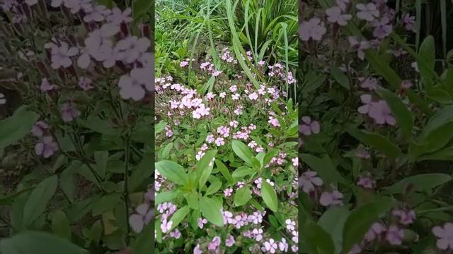 Пожелание ХРИСТИАНИНУ #христианскиестихи #поэзиядуши #христианам смотреть онлайн