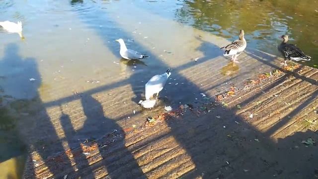 Кровожадная чайка съела голубя. смотреть онлайн