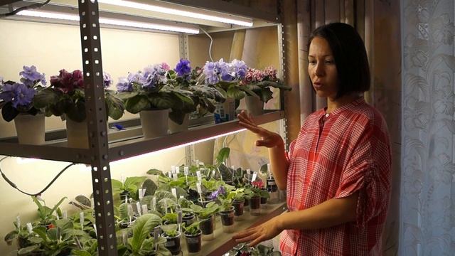 Фиалки из коллекции Оксаны Разумовской смотреть онлайн