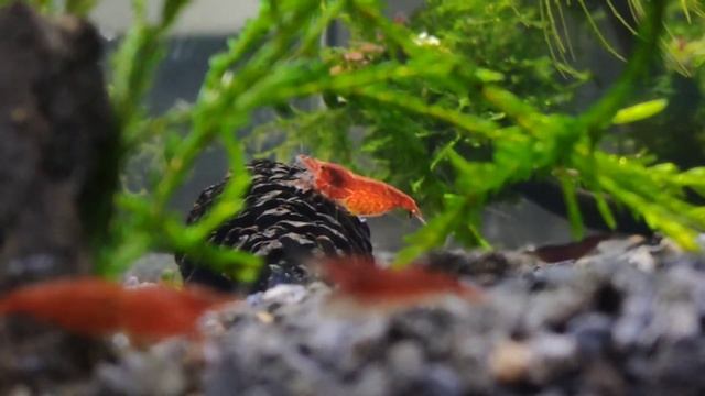 My bloody mary shrimps tank. креветки "Кровавая Мэри" смотреть онлайн