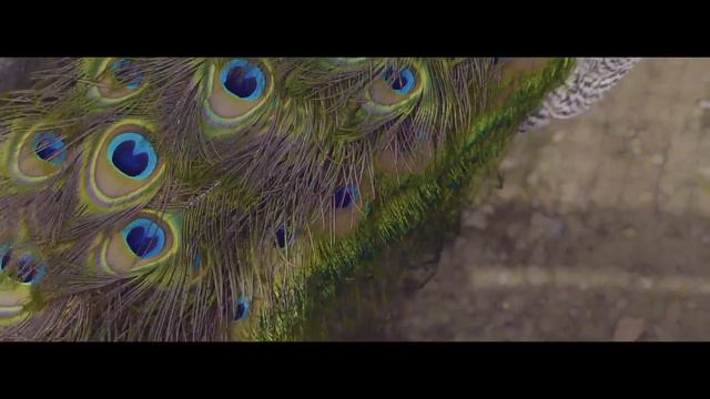 SmeTanya Эко-показ смотреть онлайн