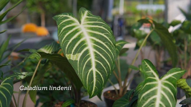 Telly's GREENHOUSE Tour: AROIDS, HOYAS, and More! — Ep. 249 смотреть онлайн