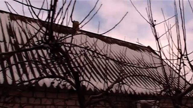 Коротко о главном Борьба с грибковыми заболеваниями на деревьях смотреть онлайн