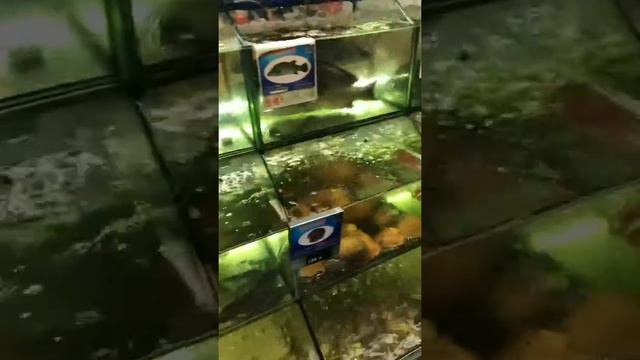 Моллюск Гуидак смотреть онлайн