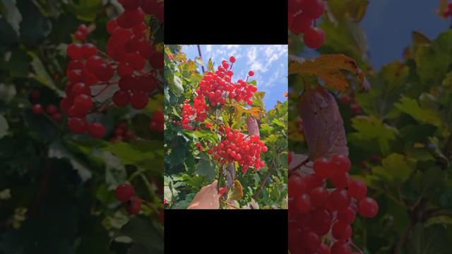 КАЛИНА КРАСНАЯ Дары осени смотреть онлайн