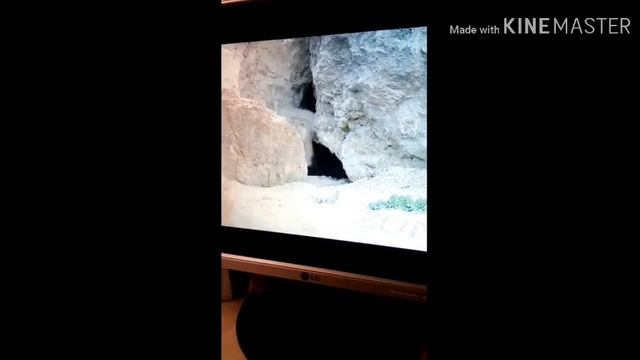 1 Манул...2 Манула...