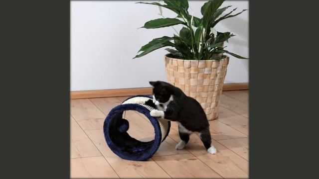 игрушки лителес пет шоп кошки смотреть онлайн