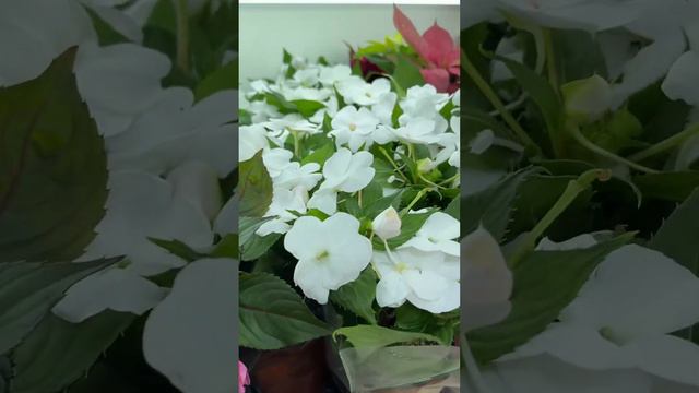 Цветущие растения к 8 марта в Агро-ОПТ г. Махачкала смотреть онлайн