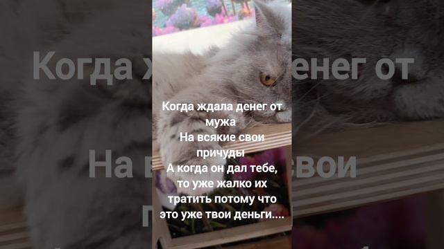 Ася#британец#юмор#пушистики#котики