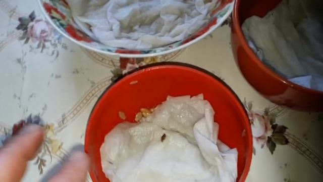 Посев люфы, момордыки, колокоцынта, бениказы смотреть онлайн