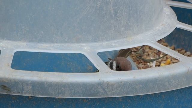 Воробей ворует зерно! смотреть онлайн