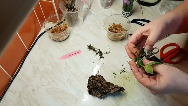 Re-mounting Dendrobium trantuanii. смотреть онлайн