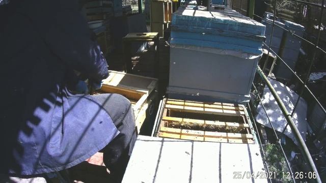 А давайте пересадим"узбечку"10 дней в пути.Технология весеннего наращивания пчелопакетов на акацию. смотреть онлайн
