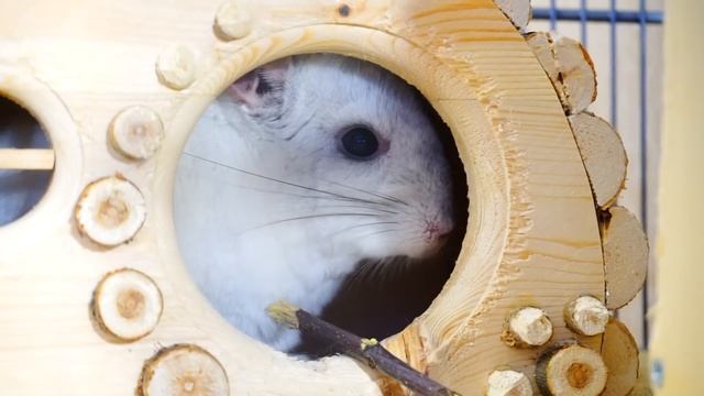 ВОПРОС-ОТВЕТ 2 ЧАСТЬ (ОТВЕЧАЮ НА ЧАСТО ЗАДАВАЕМЫЕ ВОПРОСЫ) смотреть онлайн