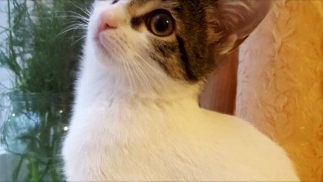 На асфальте сидел облезлый котёнок и только маленькая девочка решила ему помочь, только посмотрите смотреть онлайн