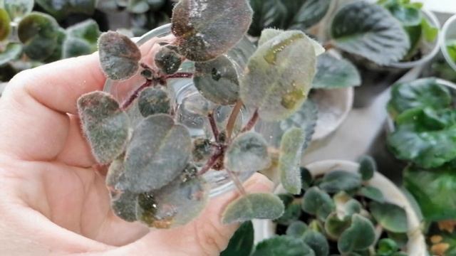 ?Мои комнатные цветы на кухонном подоконнике.?Апрель 2021. ?Фиалки, бальзамины.? смотреть онлайн