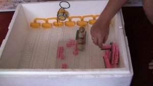 Свободу попугаям /// Попытка высидеть яйца в инкубаторе))