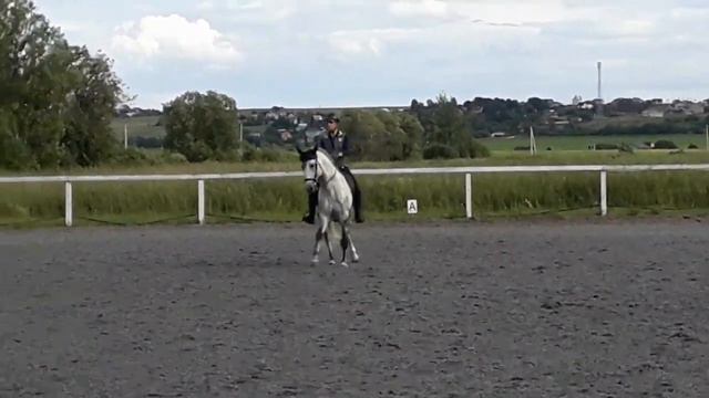 Lusitano horse for SALE in Saint-Petersburg, Russia смотреть онлайн