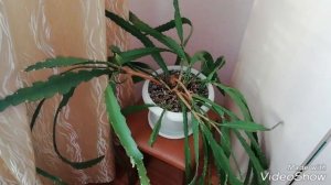 ЭПИФИЛЛУМ УХОД/Эпифиллум уход после цветения/Эпифиллум уход в периоде покоя.