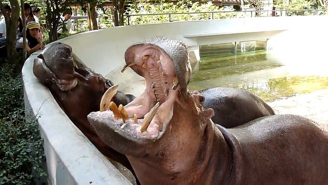 Feeding hippos at Dusit Zoo, Bangkok смотреть онлайн