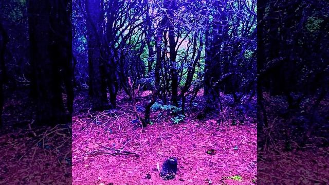Dance For The Dead смотреть онлайн