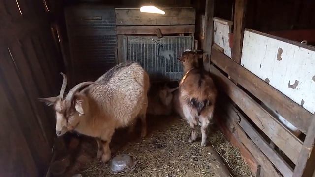 Влияют ли перепады температуры воздуха на удойность у коз// вес мяса кроликов смотреть онлайн