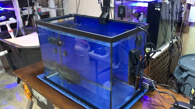 ReefGrrl's DAILY DOSE No. 4 - Setback for the New Frag Tank, Follow-up from Yesterday смотреть онлайн