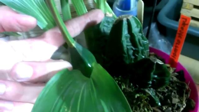 Ликасты в ноябре смотреть онлайн