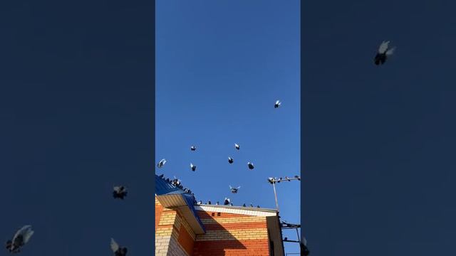 Курские голуби смотреть онлайн