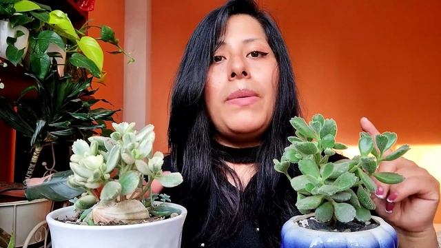 COTYLEDON TOMENTOSA VARIEGATA Y NORMAL |cómo cuidar esta hermosa suculenta. смотреть онлайн