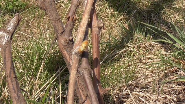 Розкриваємо виноград після зимівлі? смотреть онлайн