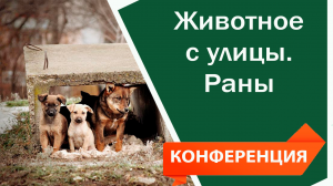 Животное с улицы. Раны | Видео конференция для ветеринаров