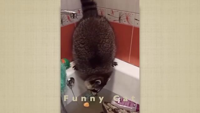 Cмешные ЕНОТЫ #10 / Приколы с ЕНОТАМИ 2020 / Funny Raccoons. смотреть онлайн