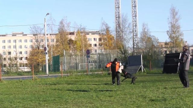 IMGA0176 задержание Манькова А. и Душка (кане-корсо) смотреть онлайн