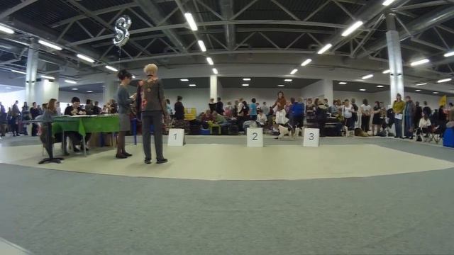 Выставка 18.02.17. смотреть онлайн