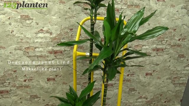 Dracaena Janet Lind смотреть онлайн