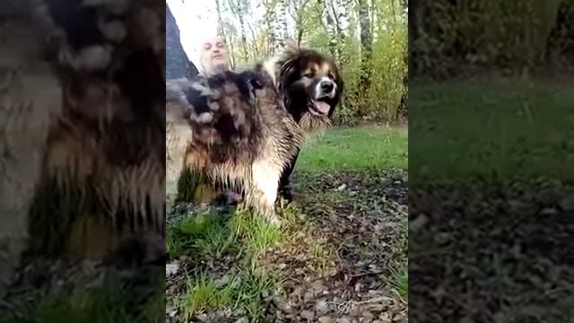 прогулка на природе 4 смотреть онлайн