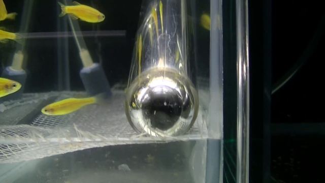 Нерест Данио смотреть онлайн