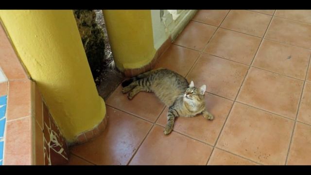 Melia Cayo Guillermo Cuba Sept 2014 смотреть онлайн