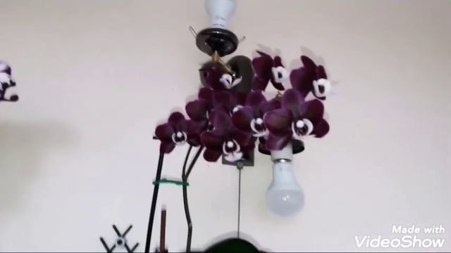 #ОРХИДЕИ #ОБЗОРЦВЕТУЩИХОРХИДЕЙ/2020г/Каода, Сого Юкидан, Синголо, Дикий персик, Тессион, Чармер смотреть онлайн