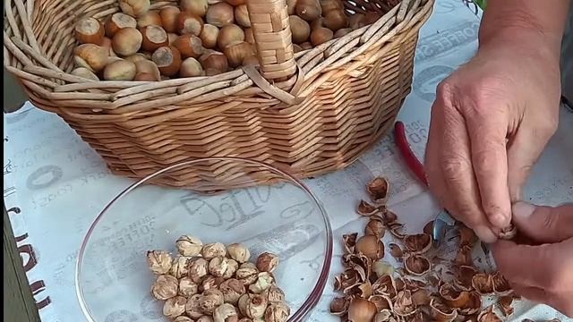 Как сушить орехи#фундук.лещина.лесной орех смотреть онлайн