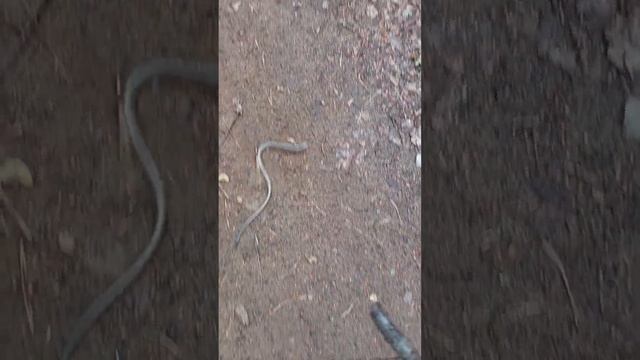 Веретеница в лесу (не медянка) смотреть онлайн