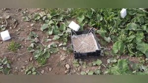 Сделал кормушку для рыбы в своём пруду. Кормлю рыбу.