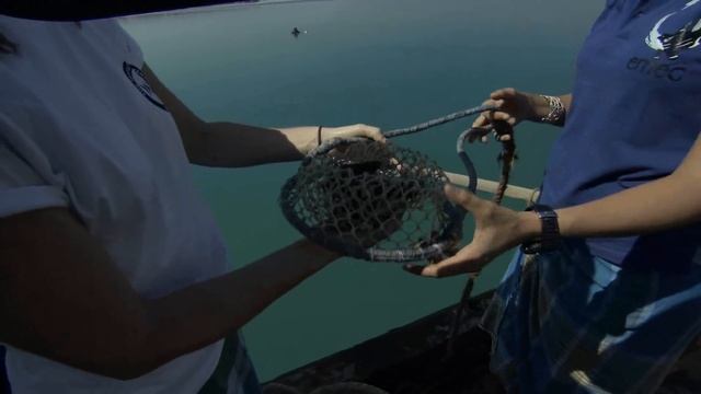 Pearl Diving in Dubai - Launches Friday 2nd March смотреть онлайн