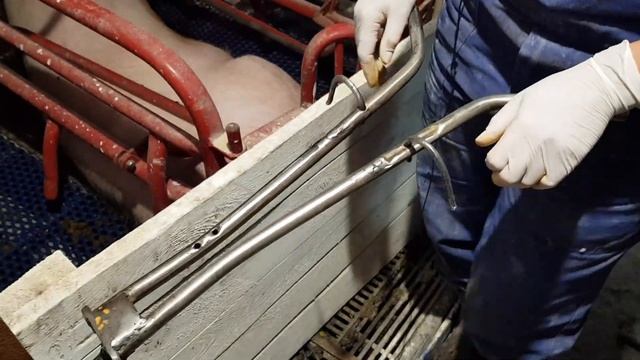 ПРОСТЕЙШИЙ станок для кастрации поросят СВОИМИ РУКАМИ. 18+ смотреть онлайн