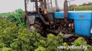 Сбор ягоды чёрной смородины комбайном