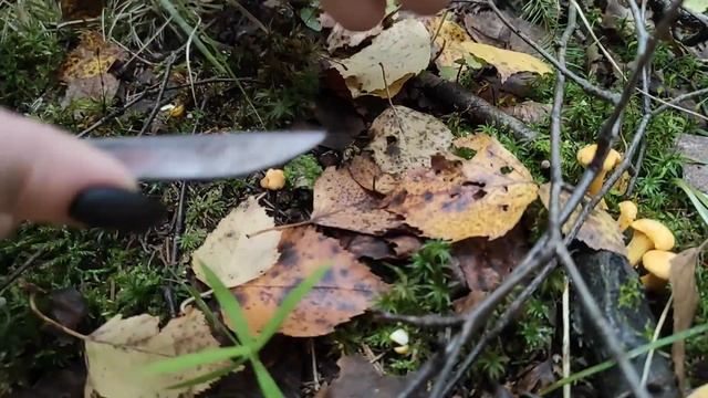 Осень-закрываем дачный сезон/ подготовка к зиме смотреть онлайн